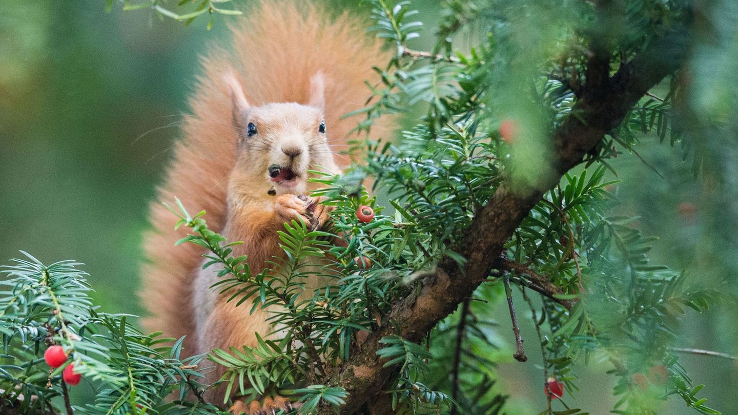 Eichhörnchen gibt es in mehreren Farben - von Rotbraun über Dunkelbraun bis hin zu Schwarz. (Archivbild) Foto: Lino Mirgeler/dpa