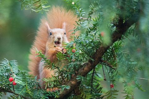 Eichhörnchen gibt es in mehreren Farben - von Rotbraun über Dunkelbraun bis hin zu Schwarz. (Archivbild) Foto: Lino Mirgeler/dpa