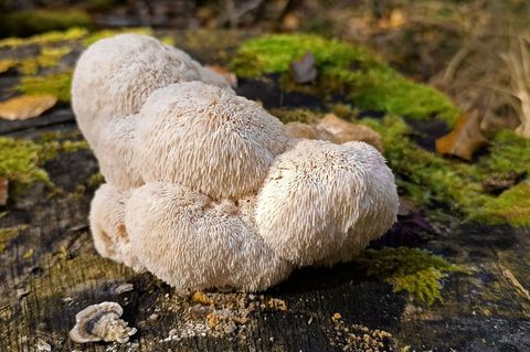 Der Igelstachelbart wird auch Yamabushitake, Löwenmähne, Pom-Pom blanc oder Affenkopfpilz genannt. Foto: Detlef Schoenfeld/DGfM/