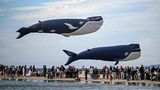 Palavas-les-Flots, Frankreich. Vom deutschen Ausdruck "Hier fliegt die Kuh" haben die meisten Franzosen wohl noch nie gehört. Vielleicht fliegen deshalb beim Volovent-Drachenfestival in der Nähe der südfranzösischen Stadt Montpellier Wale statt Kühe