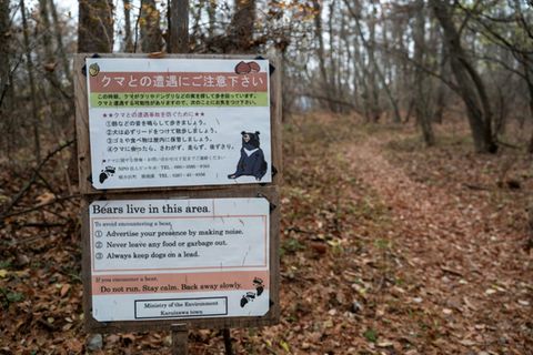 In Japan kommt ist immer häufiger zu Bärenattacken