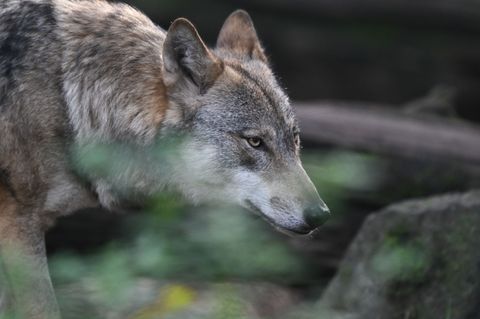 Ein Wolf streift durch einen Wildpark. In NRW leben immer mehr der Tiere in der Wildnis. (Symbolbild) Foto: Arne Dedert/dpa