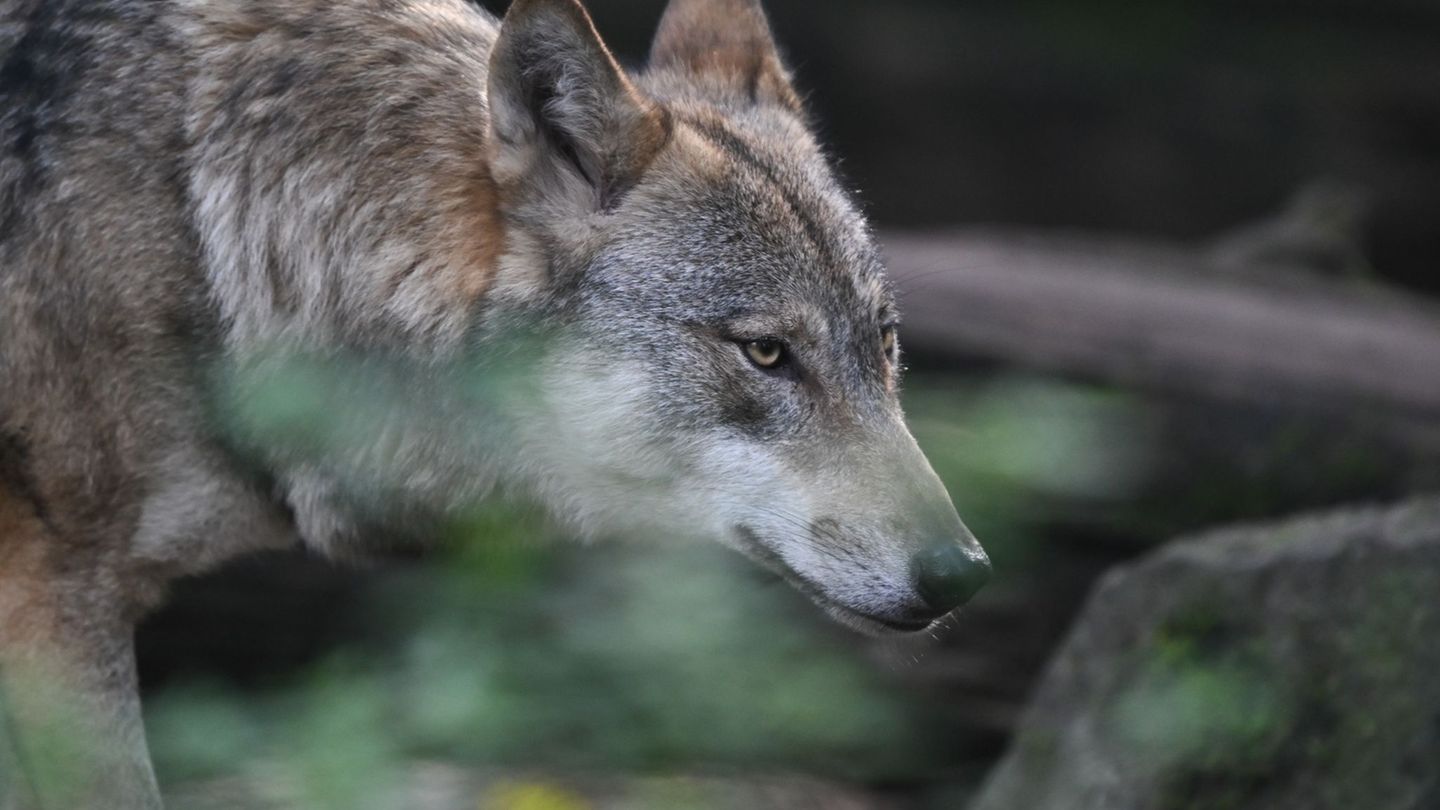 Ein Wolf streift durch einen Wildpark. In NRW leben immer mehr der Tiere in der Wildnis. (Symbolbild) Foto: Arne Dedert/dpa