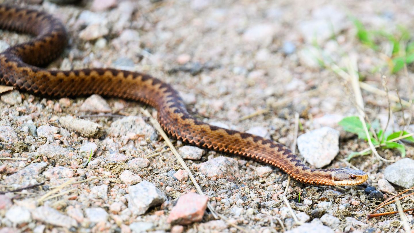 Lebensbedrohlich sind Bisse der Kreuzotter nicht. Foto: Julian Stratenschulte/dpa