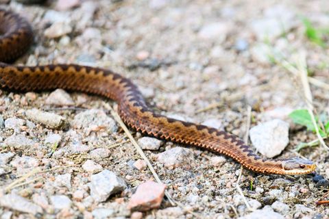 Lebensbedrohlich sind Bisse der Kreuzotter nicht. Foto: Julian Stratenschulte/dpa