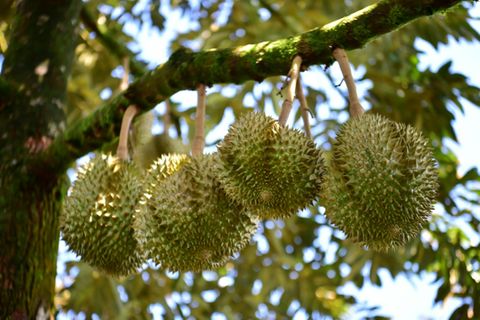 Durian-Früchte an einem Baum in Thailand