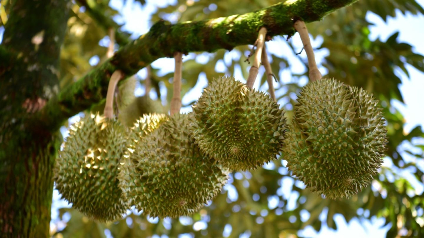 Durian-Früchte an einem Baum in Thailand