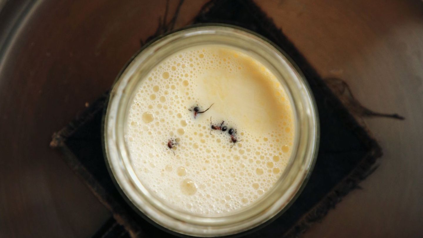 Joghurt-Rezept einmal anders: Man nehme vier Ameisen... Foto: David Zilber/dpa