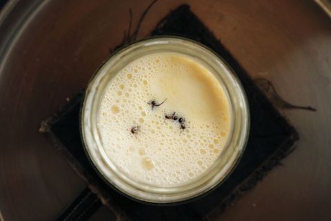 Joghurt-Rezept einmal anders: Man nehme vier Ameisen... Foto: David Zilber/dpa