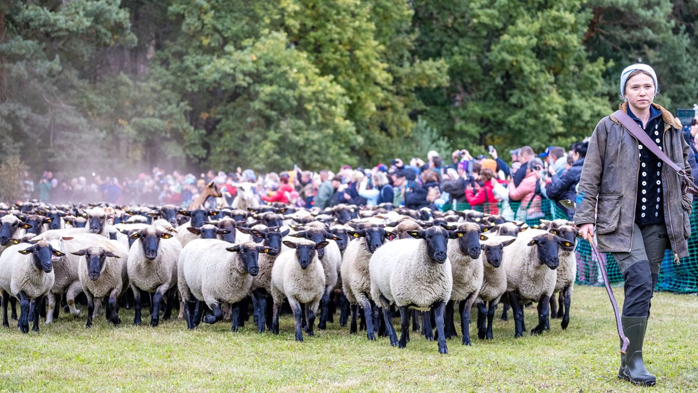 Der Niederlausitzer Almabtrieb ist eine Tradition in Südbrandenburg, die aus den Alpenländern übernommen wurde. Foto: Frank Hamm