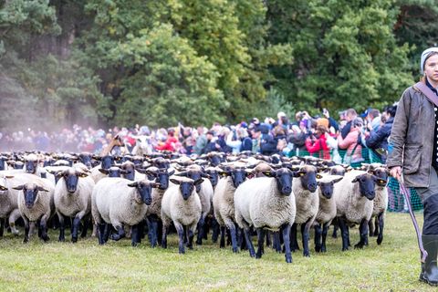 Der Niederlausitzer Almabtrieb ist eine Tradition in Südbrandenburg, die aus den Alpenländern übernommen wurde. Foto: Frank Hamm