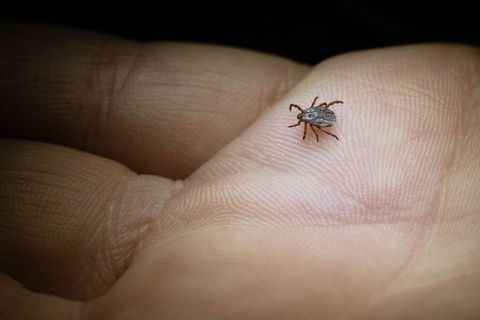In Sachsen werden immer mehr Borreliose-Fälle registriert. (Archivbild) Foto: Marijan Murat/dpa/dpa-tmn