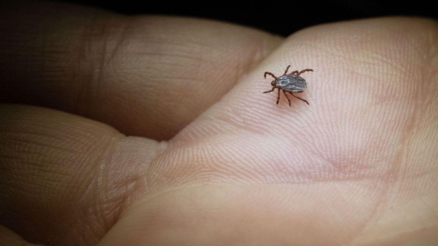 Zecken-Zeckensaison-endet-Zunahme-von-Borreliose-F-llen