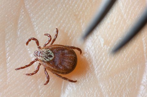Borreliose wird durch Zeckenbisse übertragen. (Symbolbild) Foto: Patrick Pleul/dpa-Zentralbild/dpa