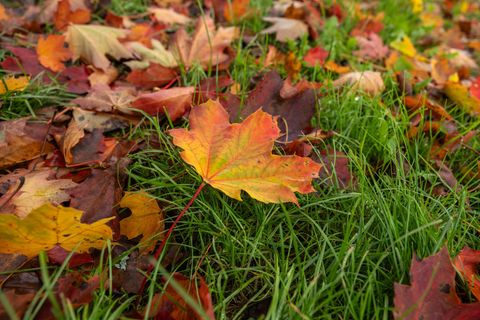 Die Woche startet herbstlich. Foto: Silas Stein/dpa