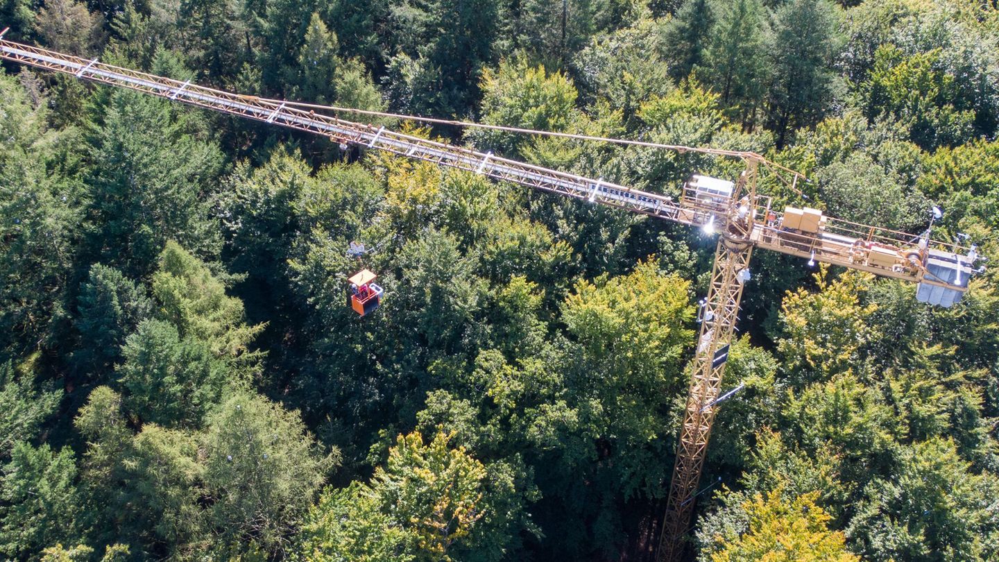 In einem Waldstück bei Demmin untersuchen Wissenschaftler und Wissenschaftlerinnen von Einrichtungen aus Mecklenburg-Vorpommern,