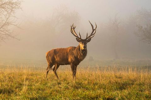 Wie gesund ist Wildbret? Ein Rothirsch steht auf einer Wiese