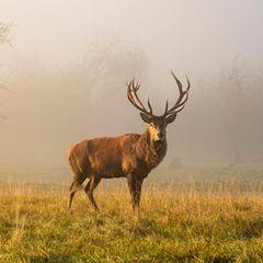 Wie gesund ist Wildbret? Ein Rothirsch steht auf einer Wiese