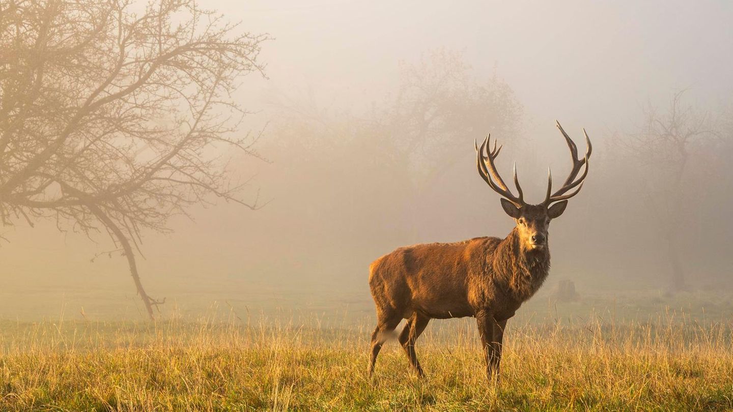 Wie gesund ist Wildbret? Ein Rothirsch steht auf einer Wiese