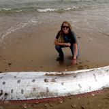 Tiefsee Riemenfisch am Strand liegend