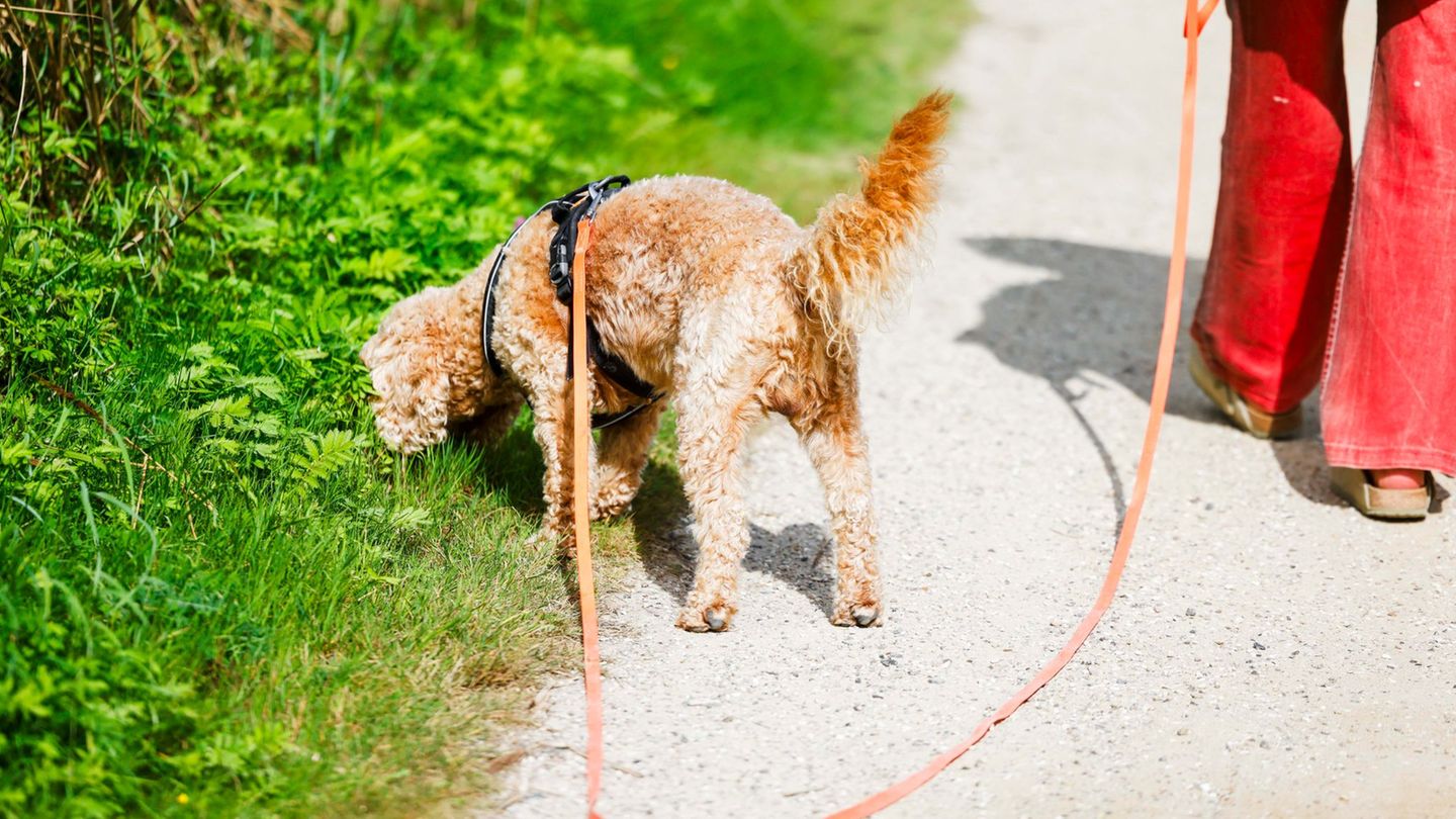 Wie viel Steuern Hundebesitzer für ihren Vierbeiner zahlen müssen, liegt in der Hand der Gemeinden. (Symbolbild) Foto: Frank Mol