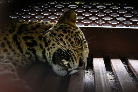 Der betäubte Leopard in einem Käfig