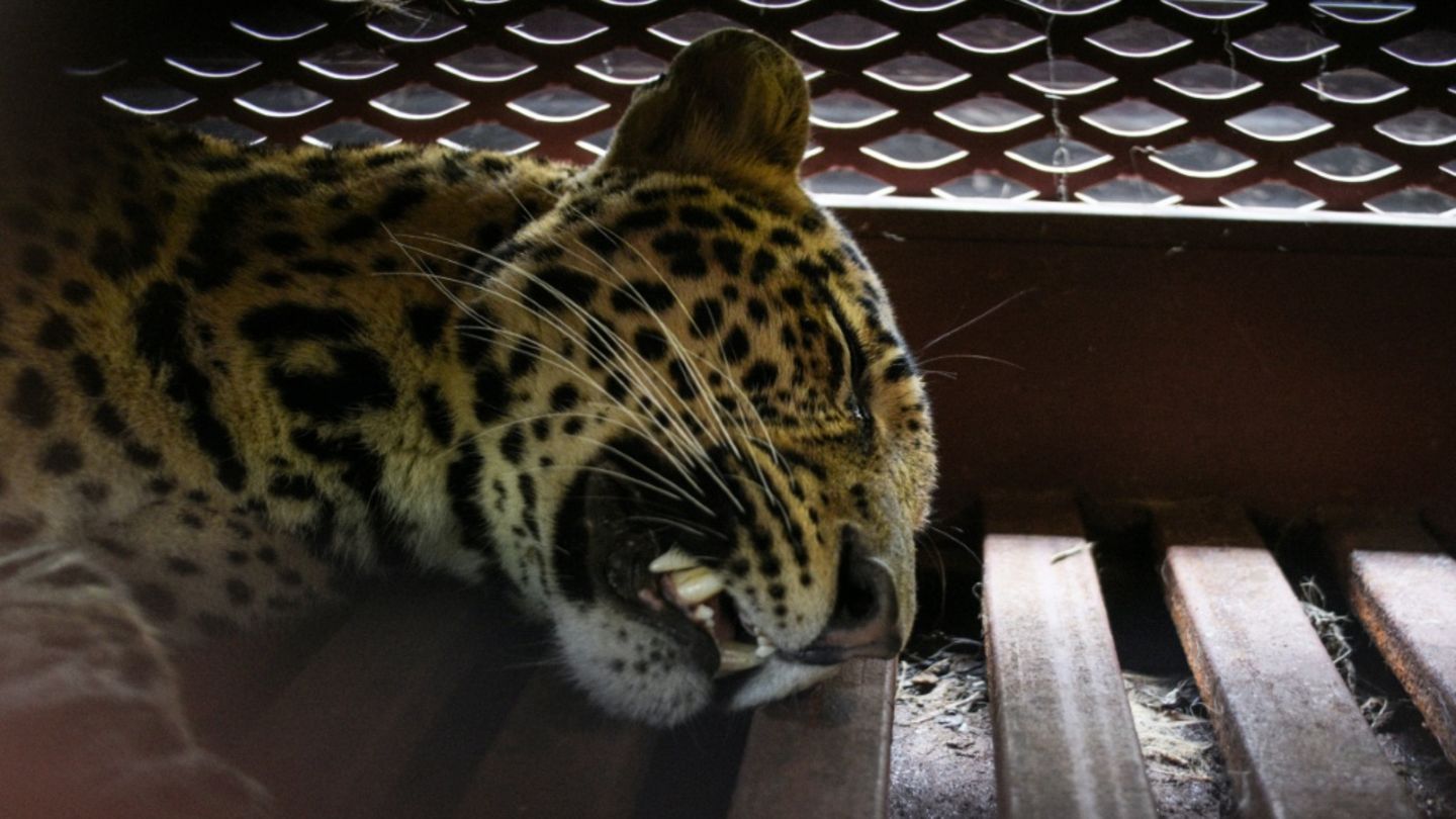 Der betäubte Leopard in einem Käfig