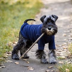 Miniature schnauzer dog holding a stick in forest
