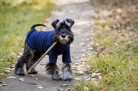 Miniature schnauzer dog holding a stick in forest