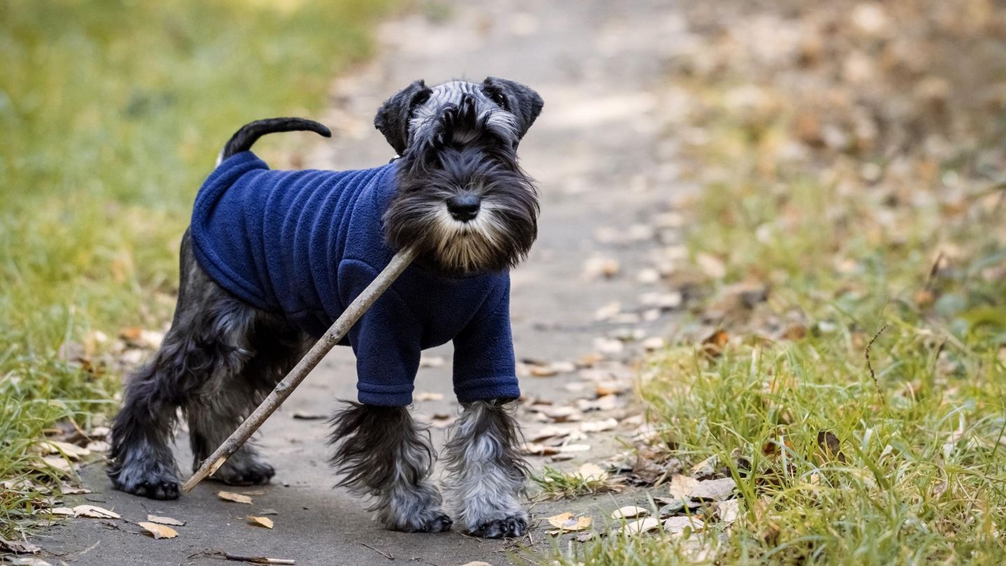 Miniature schnauzer dog holding a stick in forest