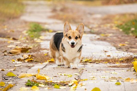 Ein Corgie läuft durch Blätter