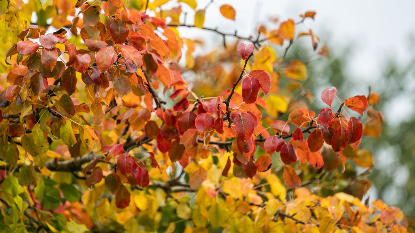 Auch in den kommenden Tagen bleibt es im Südwesten eher herbstlich. (Archivbild) Foto: Silas Stein/dpa