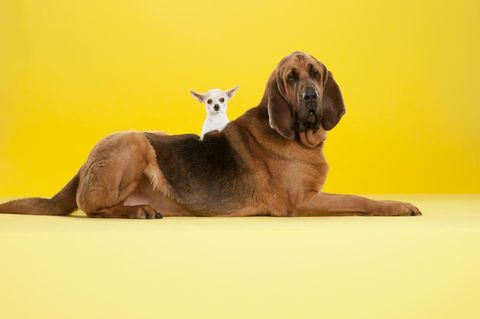 Hundequiz: Welcher Hund passt zu mir?