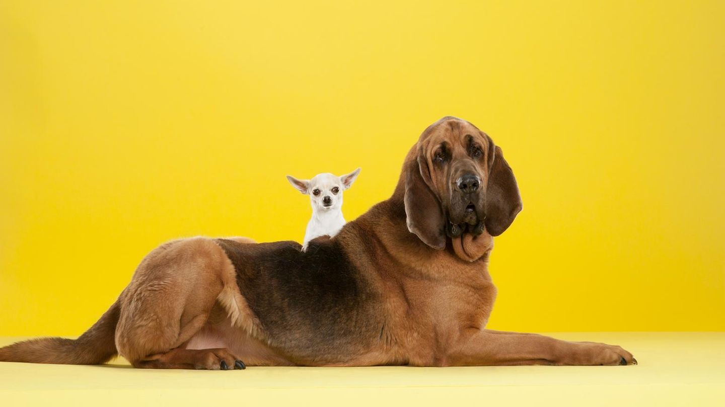 Which dog is right for me? Find out in the test