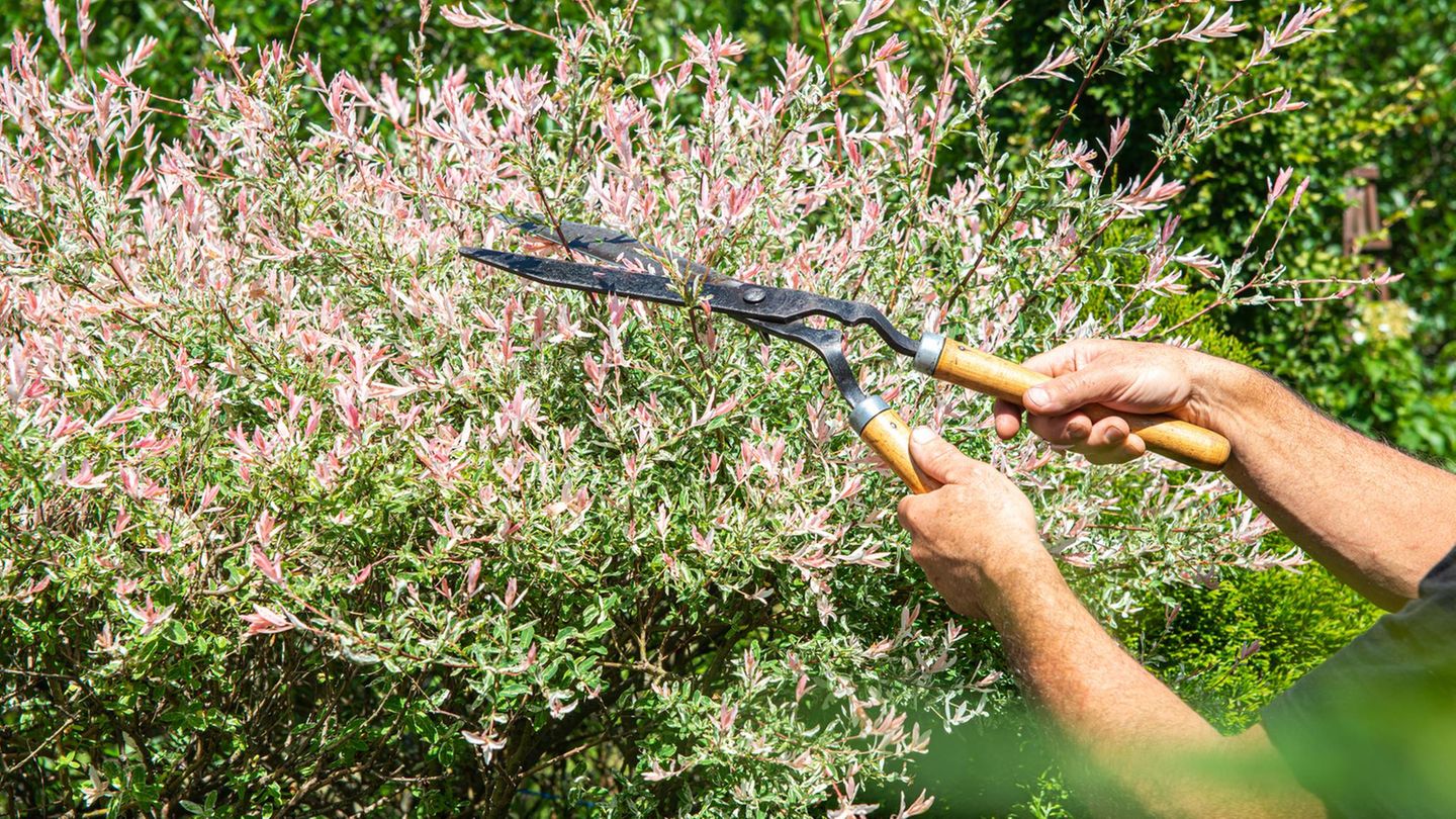 Sträucher schneiden: Mann mit Astschere an einem Strauch im Garten