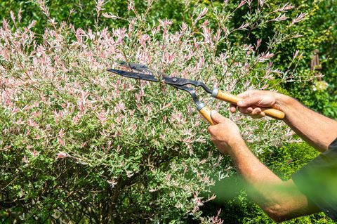 Sträucher schneiden: Mann mit Astschere an einem Strauch im Garten
