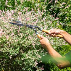 Sträucher schneiden: Mann mit Astschere an einem Strauch im Garten