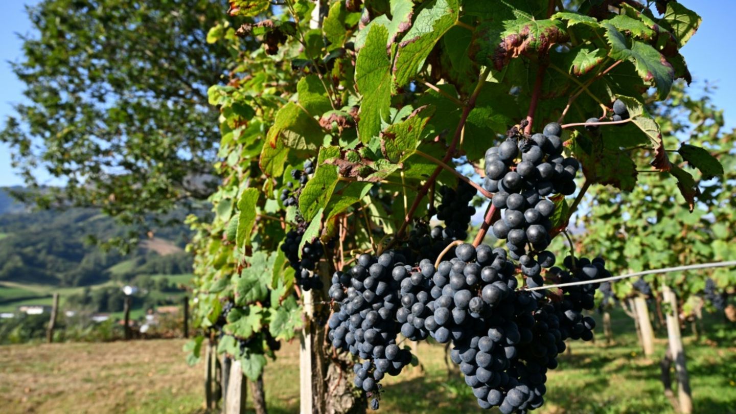 Weinreben