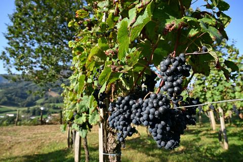 Weinreben