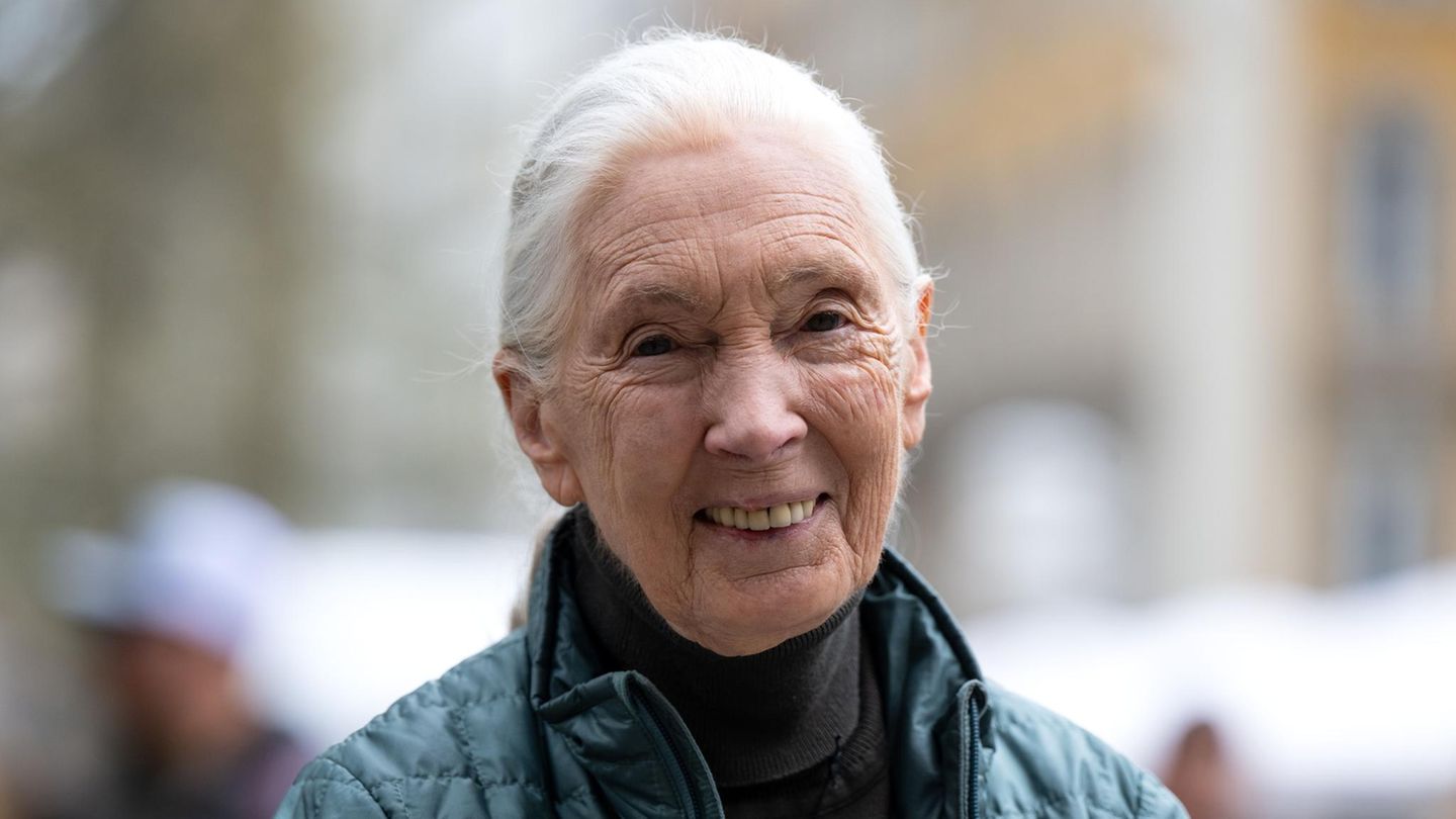Jane Goodall Die berühmte Schimpansenforscherin und Umweltschützerin starb am 1. Oktober im Alter von 91 Jahren. Goodall setzte mit ihren jahrzehntelangen Beobachtungen von Menschenaffen im afrikanischen Dschungel neue Standards in der Primatenforschung. Sie fand heraus, dass Schimpansen individuelle Persönlichkeiten sind, Leistungen vollbringen und Wesenszüge aufweisen, die bis dahin nur Menschen zugetraut wurden. Sie hinterlässt ihren Sohn und drei Enkelkinder