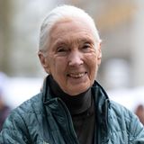Die berühmte Schimpansenforscherin und Umweltschützerin starb am 1. Oktober im Alter von 91 Jahren. Goodall setzte mit ihren jahrzehntelangen Beobachtungen von Menschenaffen im afrikanischen Dschungel neue Standards in der Primatenforschung. Sie fand heraus, dass Schimpansen individuelle Persönlichkeiten sind, Leistungen vollbringen und Wesenszüge aufweisen, die bis dahin nur Menschen zugetraut wurden. Sie hinterlässt ihren Sohn und drei Enkelkinder