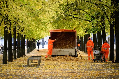 Die BSR sammelt wieder das Laub von den Wegen in Berlin. Foto: Bernd von Jutrczenka/dpa