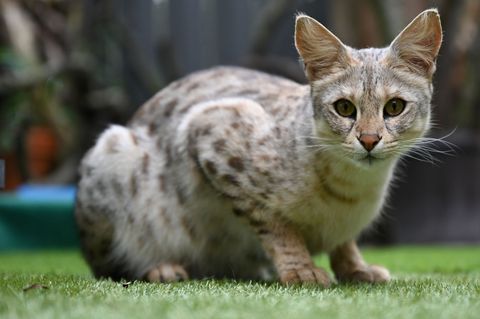 Eine Savannah-Katze der ersten Generation im Gehege ihrer Züchter (Symbolbild) Foto: Arne Dedert/dpa