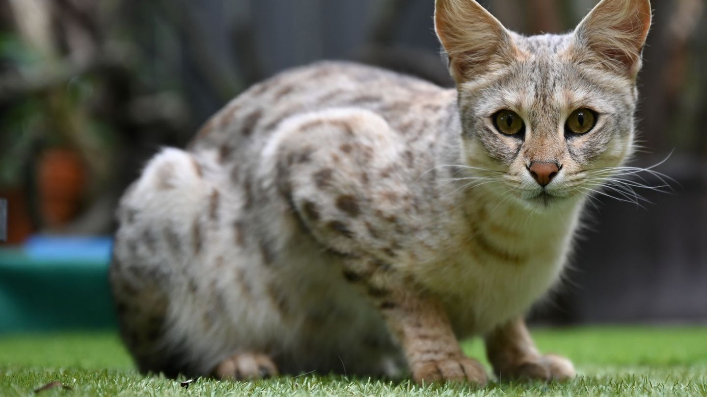 Eine Savannah-Katze der ersten Generation im Gehege ihrer Züchter (Symbolbild) Foto: Arne Dedert/dpa