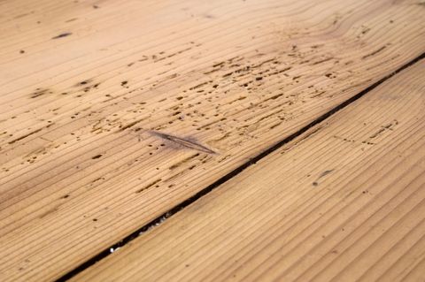 Holzwürmer bekämpfen: Von Holzwürmern beschädigte Dielen