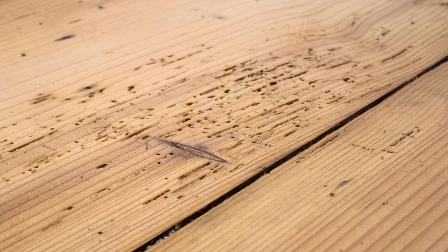 Holzwürmer bekämpfen: Von Holzwürmern beschädigte Dielen