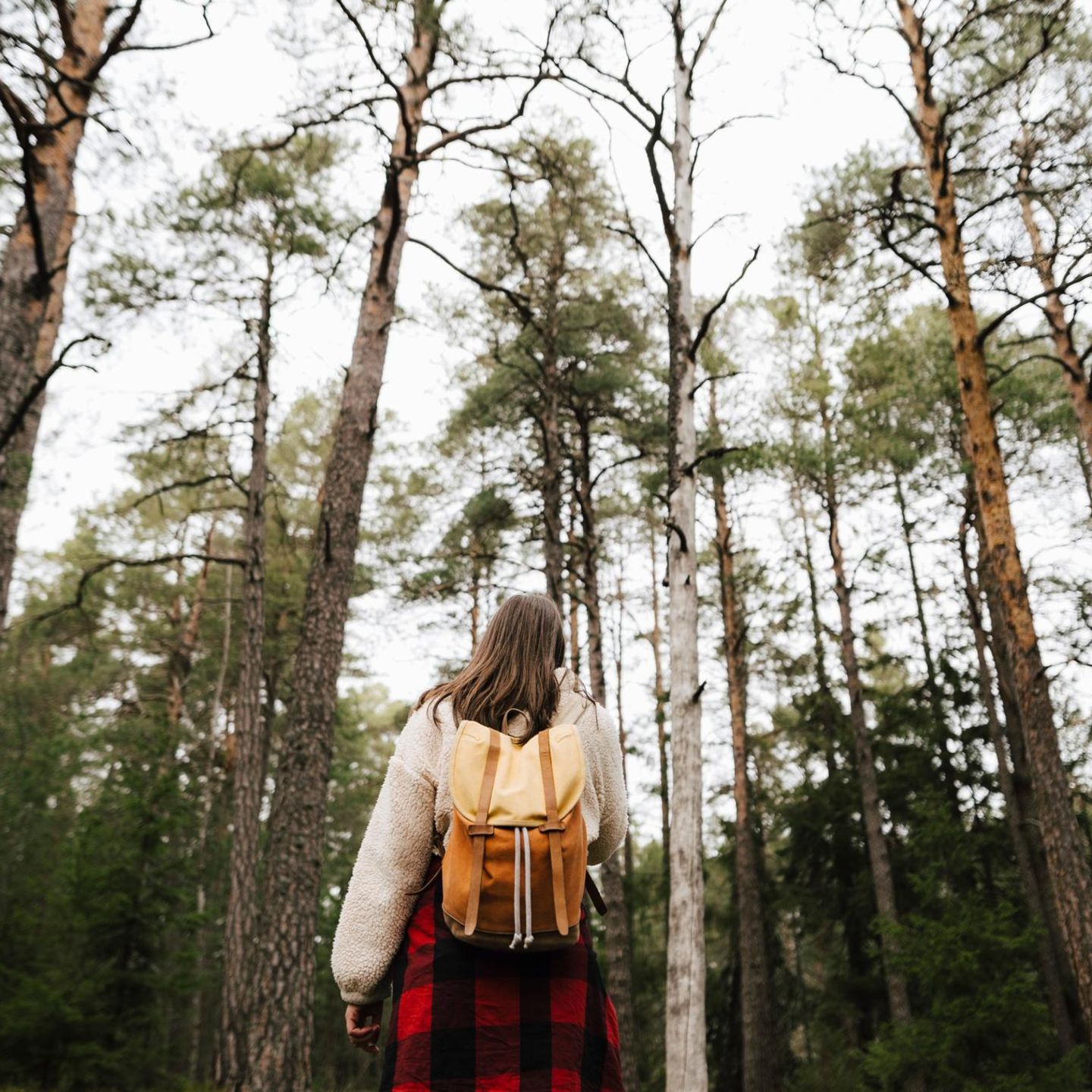 Schweden: Spaziergang im Wald