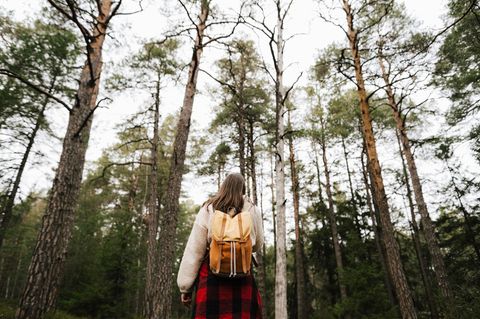Schweden: Spaziergang im Wald