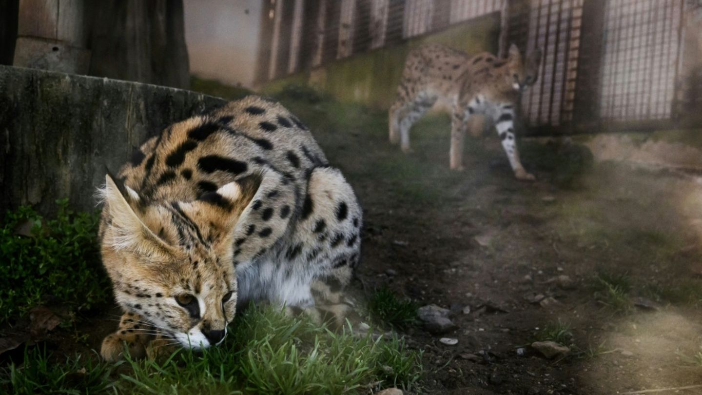 Un serval à l'intérieur du zoo de Saint-Martin-La-Plaine (Loire) le 7 mars 2024