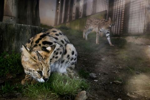 Un serval à l'intérieur du zoo de Saint-Martin-La-Plaine (Loire) le 7 mars 2024